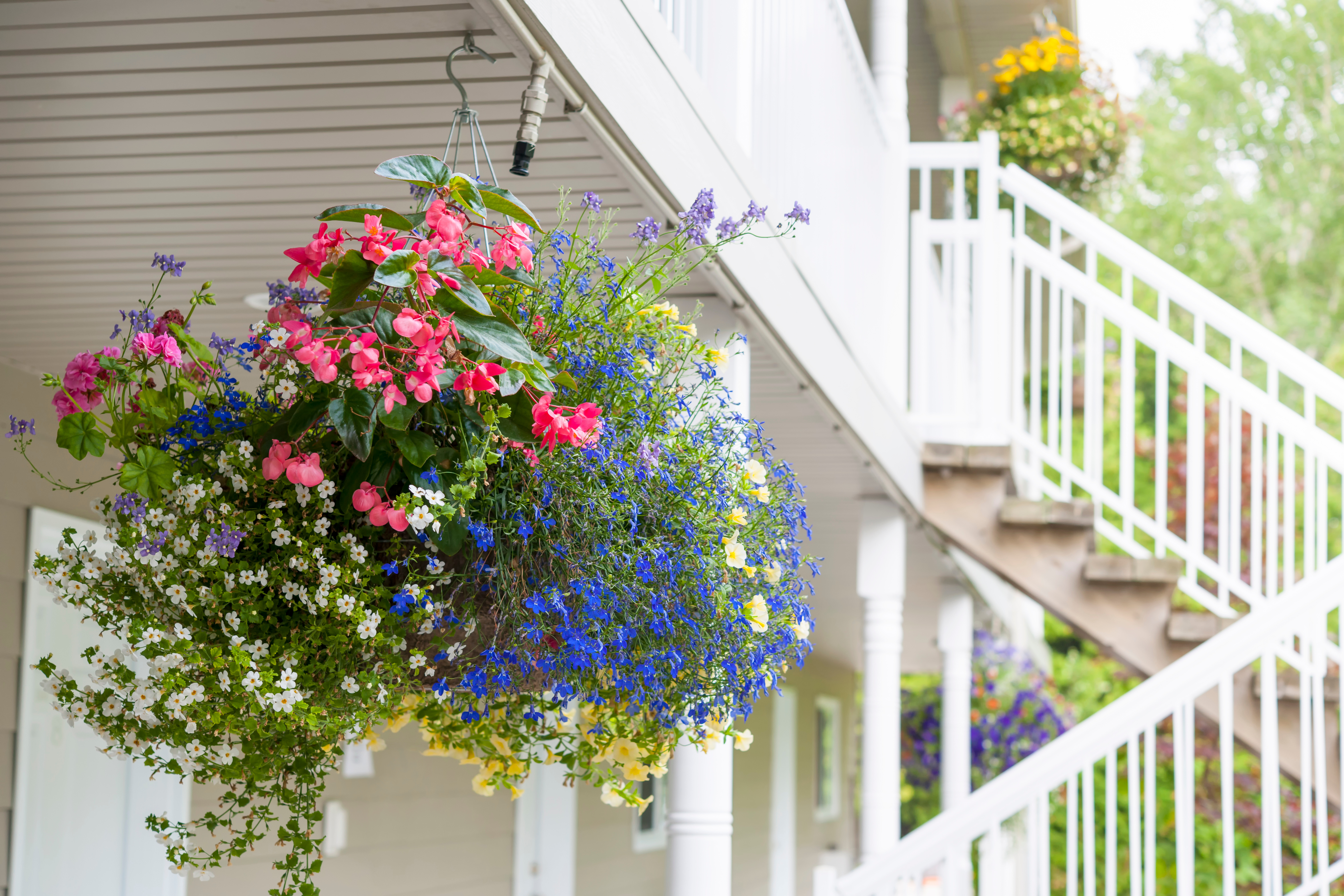 wood pergola with many hanging 
            flower baskets with different shades of pink and purple blooms